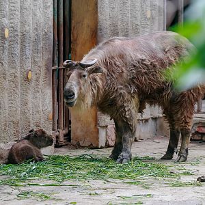 Sichuan takin