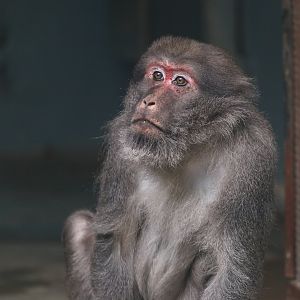 Assam macaque
