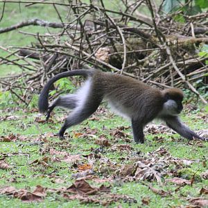 Bale Mountains vervet or Bale Monkey (Chlorocebus djamdjamensis)