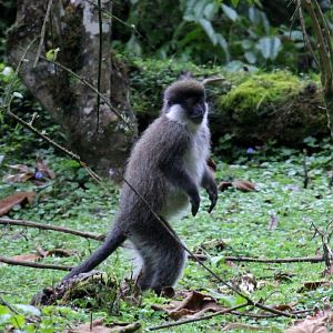 Bale Mountains vervet or Bale Monkey (Chlorocebus djamdjamensis)