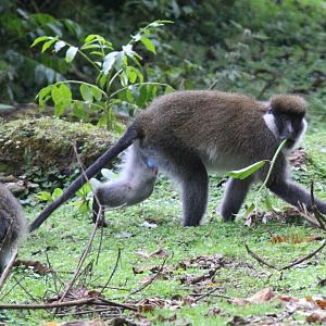 Bale Mountains vervet or Bale Monkey (Chlorocebus djamdjamensis)