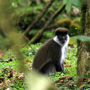 Bale Mountains vervet or Bale Monkey (Chlorocebus djamdjamensis)
