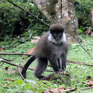 Bale Mountains vervet or Bale Monkey (Chlorocebus djamdjamensis)