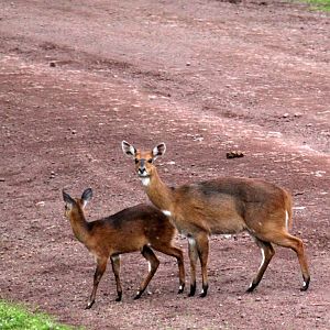why did the Menelik's Bushbuck (Tragelaphus scriptus meneliki) cross the road?