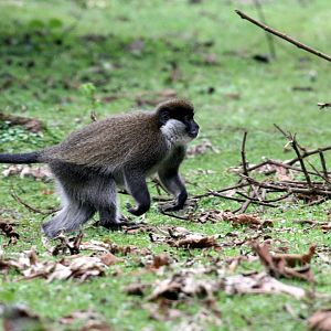 Bale Mountains vervet or Bale Monkey (Chlorocebus djamdjamensis)