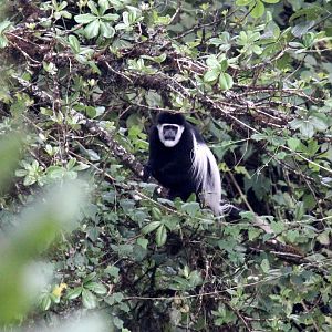 Djaffa Mountains Guereza (Colobus guereza gallarum)