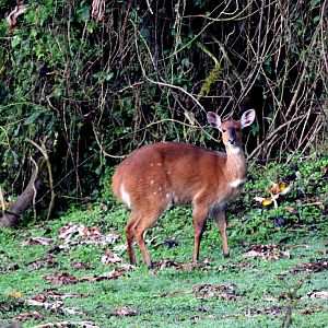Menelik's Bushbuck (Tragelaphus scriptus meneliki) female