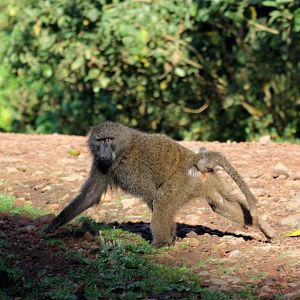 Olive Baboon (Papio anubis)