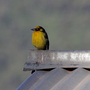 Baglafecht Weaver (Ploceus baglafecht) ID?