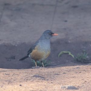Abyssinian Thrush (Turdus abyssinicus) ID?
