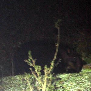 giant forest hog (Hylochoerus meinertzhageni)