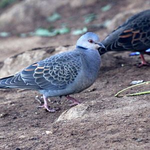 Dusky Turtle Dove (Streptopelia lugens)
