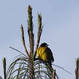 Ethiopian Siskin (Serinus nigriceps) ID?