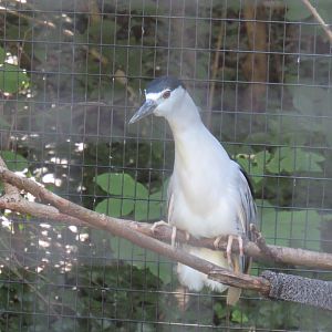 black crowned night heron