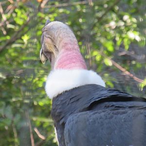 Andean condor