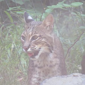 bobcat