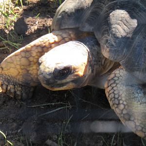 radiated tortoise