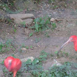 scarlet ibis