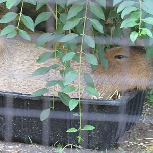 capybara