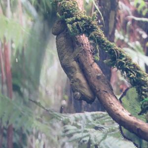 mossy tailed gecko
