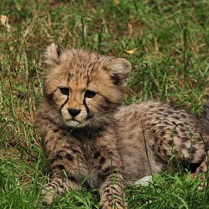 Cheetah Cub