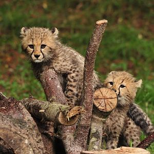 Cheetah Cubs