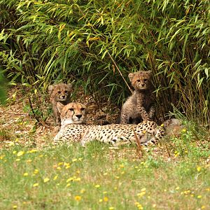 Mum and 4 cubs enjoying the sun