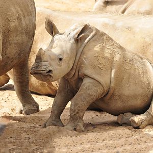 Lottie just getting up from feeding from Emily