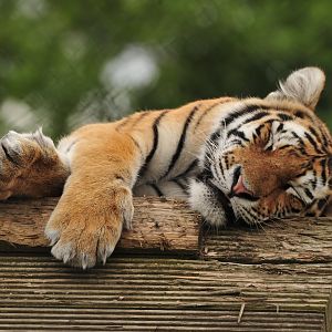 Amur Tiger Cub sleeping