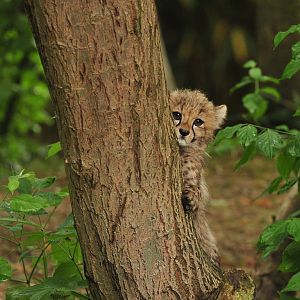 Cheetah cub trying to climb a tree