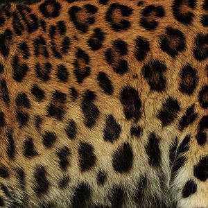 Amur Leopard Close up