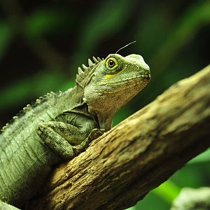 Boyd's forest dragon