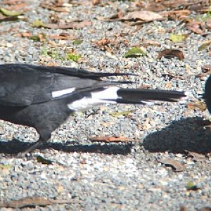 Pied currawongs