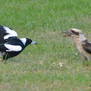 Magpie meets a kookaburra
