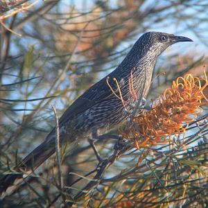 Little wattlebird