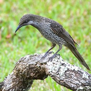 Little wattlebird