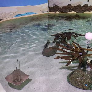 Ray Pool - Tidal Touchpool