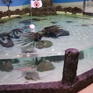 Ray Pool - Tidal Touchpool