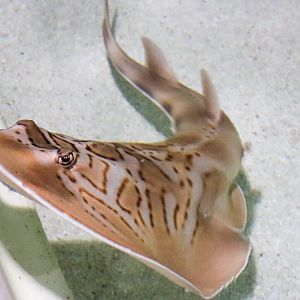 Eastern Fiddler Ray (Trygonorrhina fasciata)