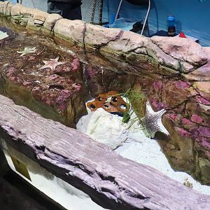 Touchpool -Tidal Touchpool