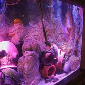 Moray Eel/Rabbitfish Tank - Coastal Wreck