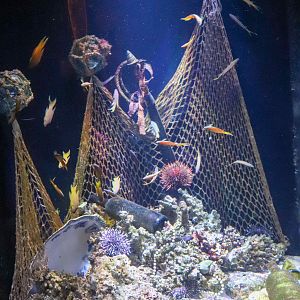 Yellow Assessor Tank - Coastal Wreck