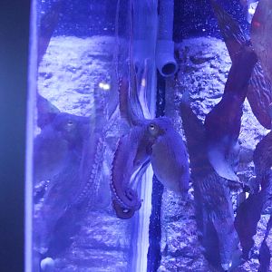 Common Sydney Octopus (Octopus tetricus)