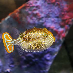 Ornate Cowfish (Aracana ornata)