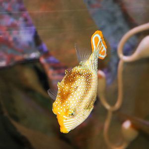 Ornate Cowfish (Aracana ornata)