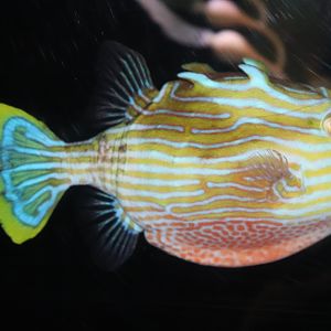 Striped Cowfish (Aracana aurita)