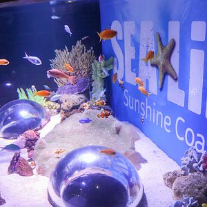 Sea Life Display Tank