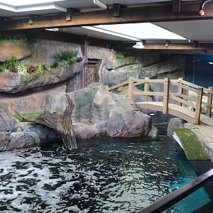 New Little Penguin Enclosure