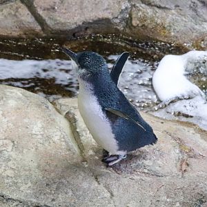 Little Penguin (Eudyptula minor)