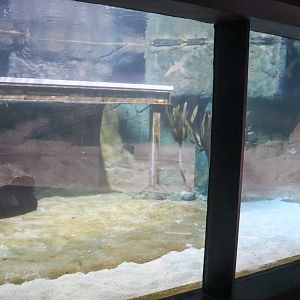 Little Penguin Underwater Viewing